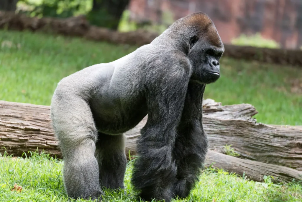 Vista lateral de un macho de gorila africano a cuatro patas sobre la hierba