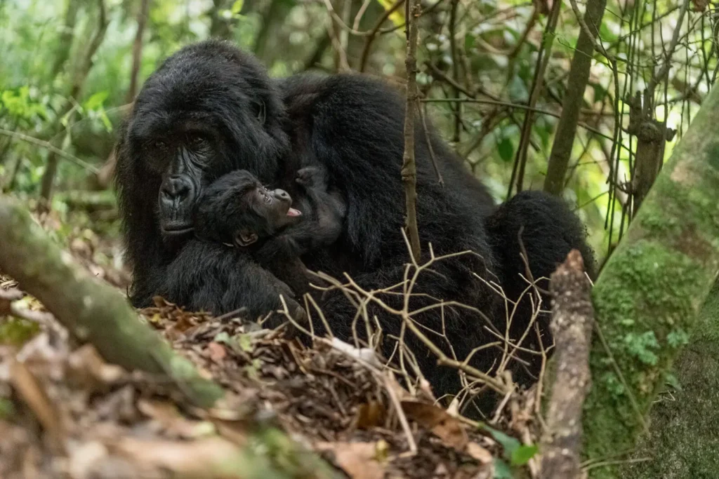 Vista lateral de una mamá de gorila africano acostada con su cría