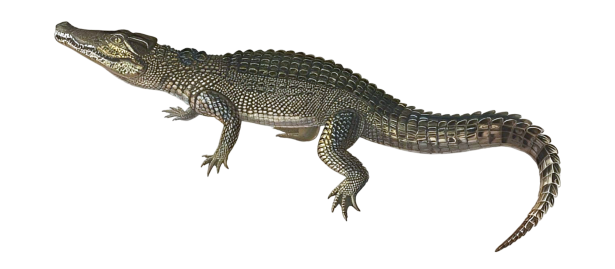 Vista lateral de la silueta del cocodrilo africano sobre fondo blanco